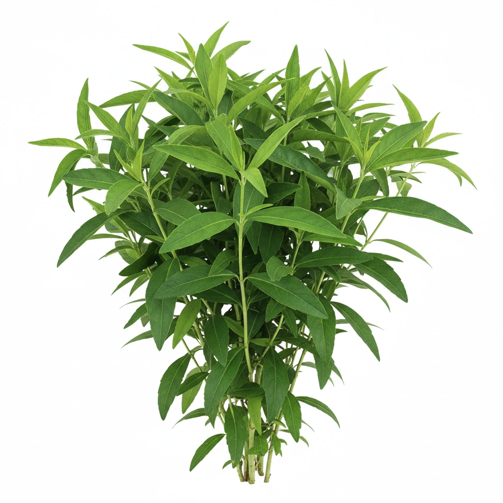 ANDROGRAPHIS EXTRACT 10% (ANDROGRAPHIS PANICULATA)(HERB)