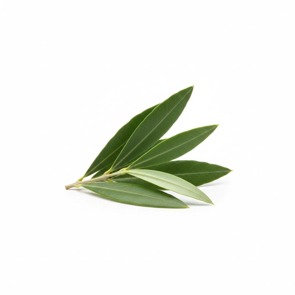OLIVE LEAF EXTRACT (2O% OLEUROPEIN)