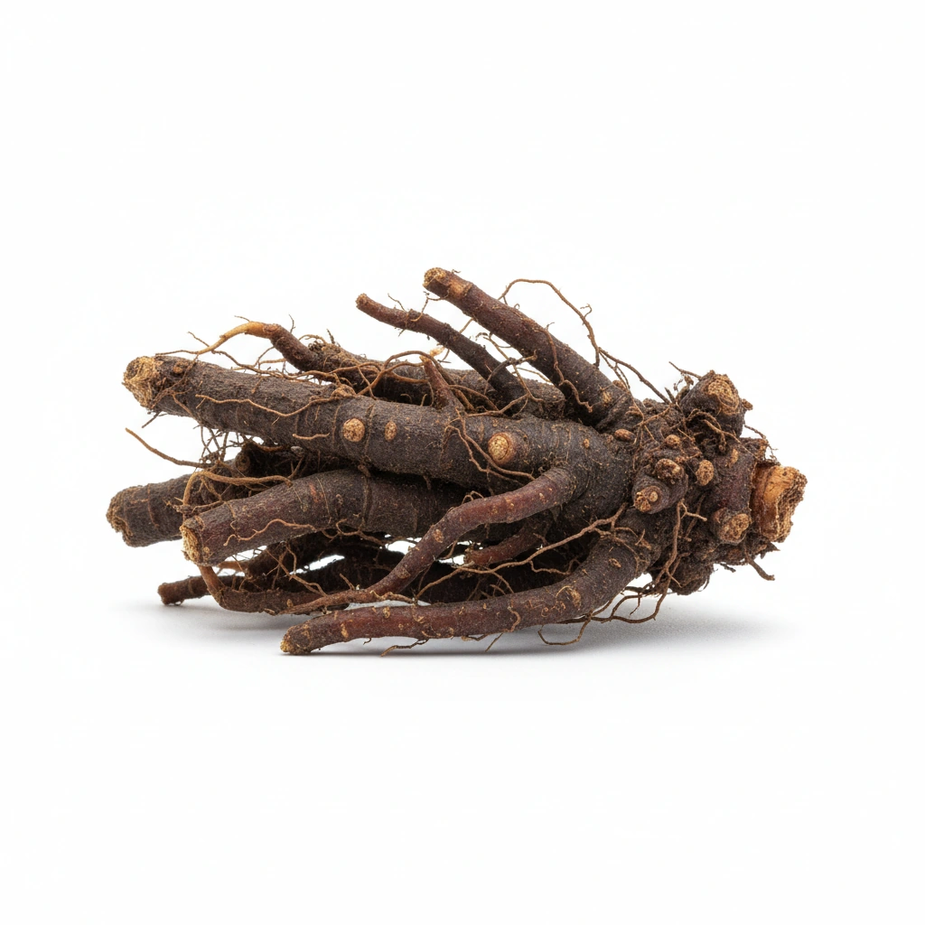 UMCKALOABO EXTRACT 10:1(PELARGONIUIM SIDOIDES) (ROOT)